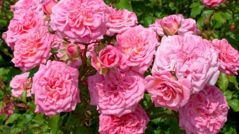 ©Meilland International ©Meilland International