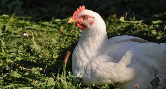 poulet de chair