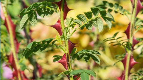 ©Jean-Pierre Delagarde ©Jean-Pierre Delagarde