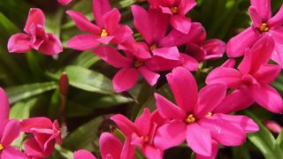 ©Plantarium ©Plantarium