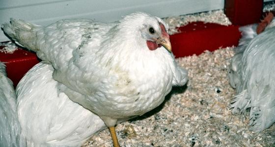 Poulet de chair