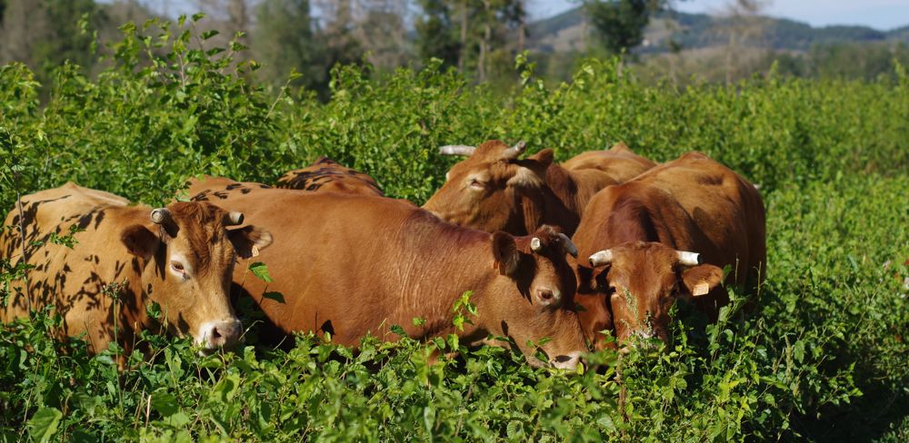 Au Gaec Authier, ce taillis de murier blanc fournit trois ou quatre paturages aux vaches allaitantes.