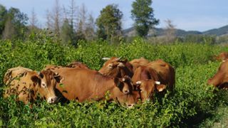 Au Gaec Authier, ce taillis de murier blanc fournit trois ou quatre paturages aux vaches allaitantes. Au Gaec Authier, ce taillis de murier blanc fournit trois ou quatre paturages aux vaches allaitantes.