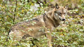 Le nombre de loups sur le territoire italien est difficilement comptabilisable. © Naturalight/Sime/Photononstop Le nombre de loups sur le territoire italien est difficilement comptabilisable. © Naturalight/Sime/Photononstop