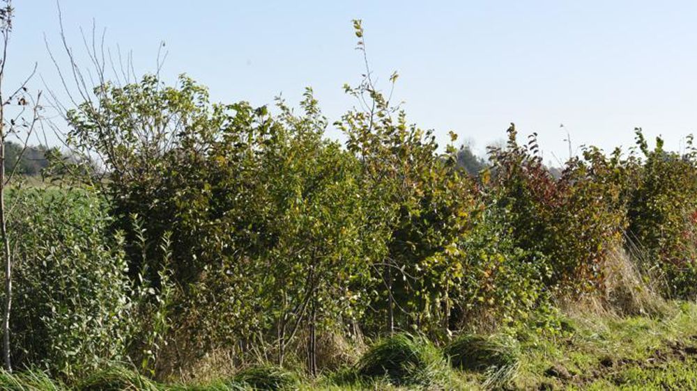 La taille des haies et des arbres est interdite entre le 1er avril et le 31 juillet. © Cédric Faimali/GFA