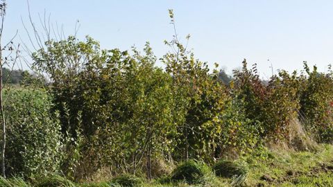 La taille des haies et des arbres est interdite entre le 1er avril et le 31 juillet. © Cédric Faimali/GFA La taille des haies et des arbres est interdite entre le 1er avril et le 31 juillet. © Cédric Faimali/GFA