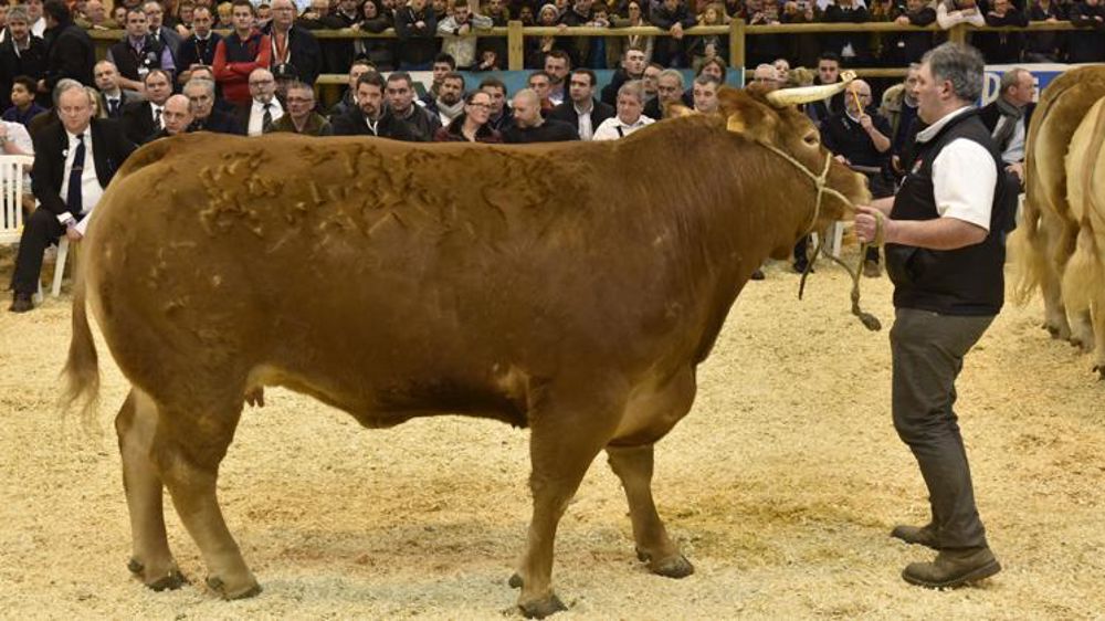 Vente aux enchères de vaches limousines au Salon international de l’agriculture le 26 février 2018. © C. Faimali/GFA