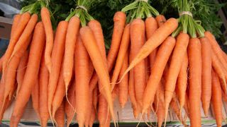 6 %, c'est l'augmentation sur un an estimée au 1er août 2022 de la production de carottes françaises pour le marché du frais. 6 %, c'est l'augmentation sur un an estimée au 1er août 2022 de la production de carottes françaises pour le marché du frais.