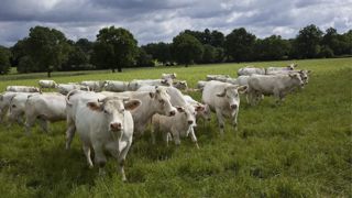 De plus en plus de professionnels de la filière bovin viande s accordent à dire que les contrats sont nécessaires pour sécuriser le revenu des éleveurs, mais pour les catégories de bovins qui s y prêtent et selon certains volumes. De plus en plus de professionnels de la filière bovin viande s accordent à dire que les contrats sont nécessaires pour sécuriser le revenu des éleveurs, mais pour les catégories de bovins qui s y prêtent et selon certains volumes.