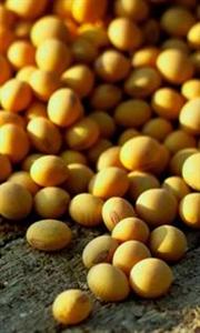 Exporter 5.000 t de graines en Asie danns trois ans.