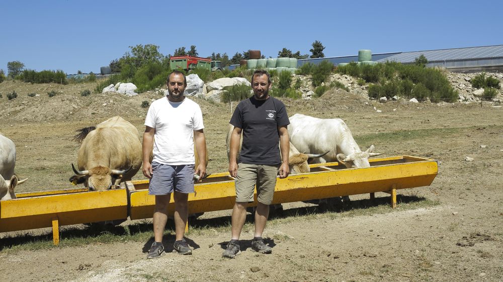 Cet été, Olivier (à gauche) et Yannick Fabre engraissent un lot de génisses et de vaches de plus, qui seront valorisées dans la filière label rouge Boeuf fermier Aubrac ou en vente directe pour les croisées.