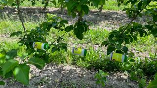 Pour favoriser la présence des auxiliaires prédateurs des pucerons en verger, il est possible d’effectuer des lâchers de ces insectes. Pour favoriser la présence des auxiliaires prédateurs des pucerons en verger, il est possible d’effectuer des lâchers de ces insectes.