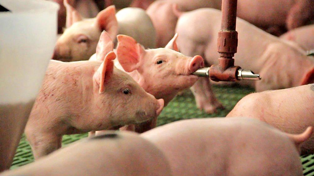 Au cours des quinze dernières années, l’Argentine a dupliqué sa production de viande porcine, pour atteindre près de 700 000 tonnes par an. © L. Hendrix