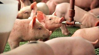 Au cours des quinze dernières années, l’Argentine a dupliqué sa production de viande porcine, pour atteindre près de 700 000 tonnes par an. © L. Hendrix Au cours des quinze dernières années, l’Argentine a dupliqué sa production de viande porcine, pour atteindre près de 700 000 tonnes par an. © L. Hendrix