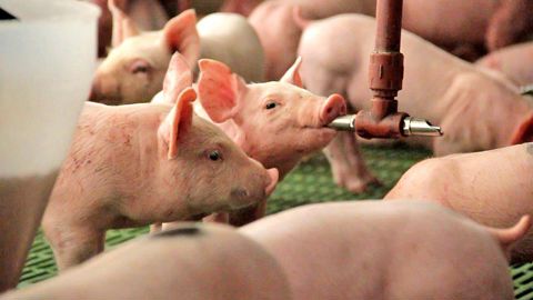 Au cours des quinze dernières années, l’Argentine a dupliqué sa production de viande porcine, pour atteindre près de 700 000 tonnes par an. © L. Hendrix Au cours des quinze dernières années, l’Argentine a dupliqué sa production de viande porcine, pour atteindre près de 700 000 tonnes par an. © L. Hendrix