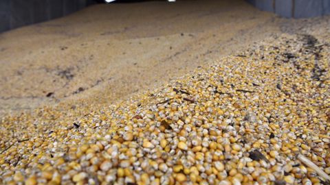Les rendements de maïs irrigué comme non irrigué baissent fortement en 2022, du fait de la sécheresse, selon les dernières estimations du ministère de l'Agriculture et de la Souveraineté alimentaire. Les rendements de maïs irrigué comme non irrigué baissent fortement en 2022, du fait de la sécheresse, selon les dernières estimations du ministère de l'Agriculture et de la Souveraineté alimentaire.