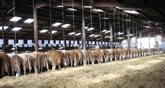 Vente à la bouteille Simmental