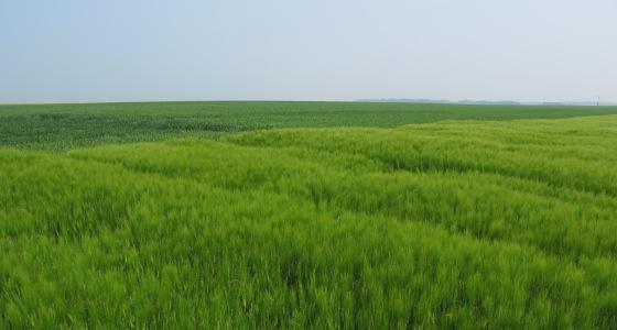 Malgré le recul de l’orge d’hiver, la sole totale d’orge progresserait en raison d’un record de la sole d’orge de printemps.
