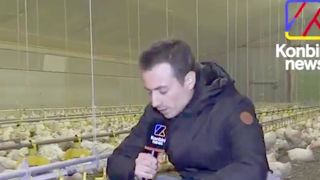 « Là, il y en a un qui est en train d’agoniser » : la vidéo choc de Konbini, aux côtés de DxE, pour dénoncer les conditions d’élevage dans une exploitation bretonne de poulets de chair. © DR « Là, il y en a un qui est en train d’agoniser » : la vidéo choc de Konbini, aux côtés de DxE, pour dénoncer les conditions d’élevage dans une exploitation bretonne de poulets de chair. © DR