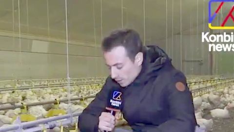 « Là, il y en a un qui est en train d’agoniser » : la vidéo choc de Konbini, aux côtés de DxE, pour dénoncer les conditions d’élevage dans une exploitation bretonne de poulets de chair. © DR « Là, il y en a un qui est en train d’agoniser » : la vidéo choc de Konbini, aux côtés de DxE, pour dénoncer les conditions d’élevage dans une exploitation bretonne de poulets de chair. © DR