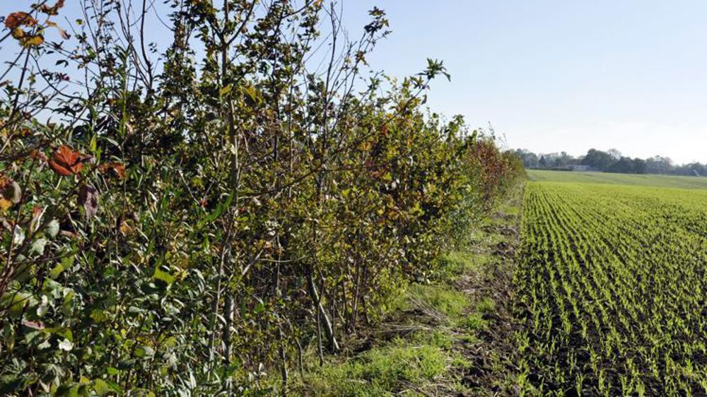Aménagement des surfaces cultivées (haies, taillis…) pour créer des espaces de protection de la biodiversité en Basse-Normandie. © C. Faimali/GFA