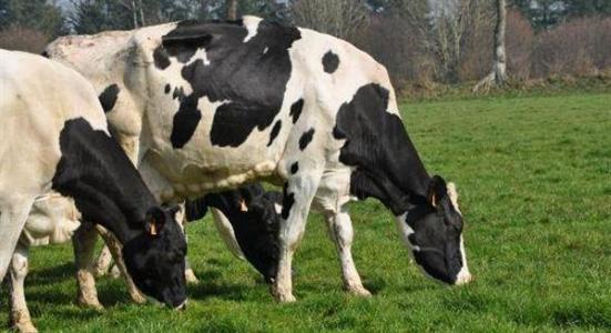 Les systèmes herbagers menacés par la directive nitrates