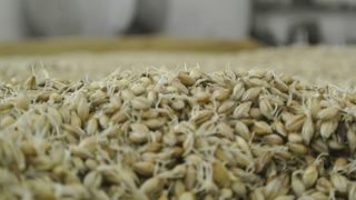 A cause de la hausse des prix de l'énergie, le secteur du malt craint des pertes massives de marchés liées à une baisse de sa compétitivité à l'international. A cause de la hausse des prix de l'énergie, le secteur du malt craint des pertes massives de marchés liées à une baisse de sa compétitivité à l'international.