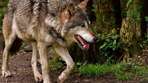 Le député de la Lozère va saisir le Conseil d'Etat si le gouvernement n'agit pas contre les attaques de loups. Le député de la Lozère va saisir le Conseil d'Etat si le gouvernement n'agit pas contre les attaques de loups.