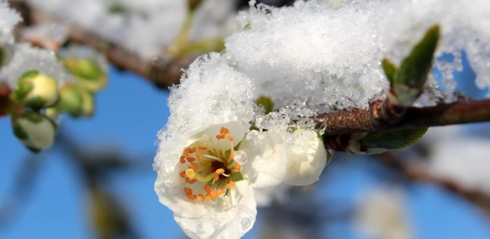 Les dispositifs d'aides concernent les victimes du gel d'avril 2021.
