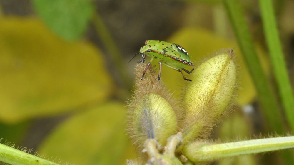 Le traitement visant la punaise peut avoir une efficacité contre les vanesses présentes. En revanche, certaines populations de noctuelles sont résistantes.