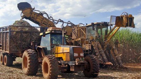 Éthanol ou sucre ? Avec une incertitude de 11 millions de tonnes, le Brésil détient les clés du marché. © M. Ortiz/Wikipédia