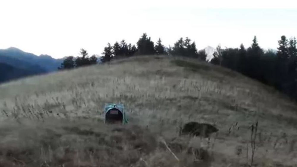 L’ourse Claverina. © ONCFS