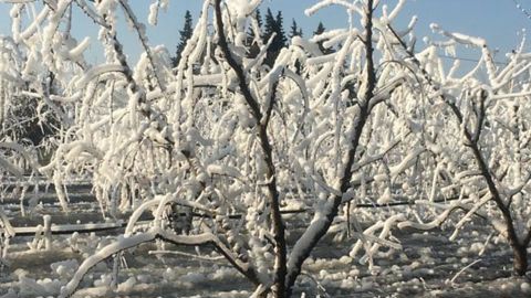 Les méthodes traditionnelles de lutte contre le gel n’ont pas porté leurs fruits dans le Gard. © Twitter / Météo Languedoc Les méthodes traditionnelles de lutte contre le gel n’ont pas porté leurs fruits dans le Gard. © Twitter / Météo Languedoc