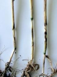 Photo 1 : Aspect marbré des gaines entre le 1er et le 2e nœud, causé par le rhizoctone.