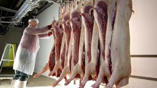 La hausse du poids d’abattage pourrait ralentir avec la production de mâles entiers. © Claudius Thiriet La hausse du poids d’abattage pourrait ralentir avec la production de mâles entiers. © Claudius Thiriet
