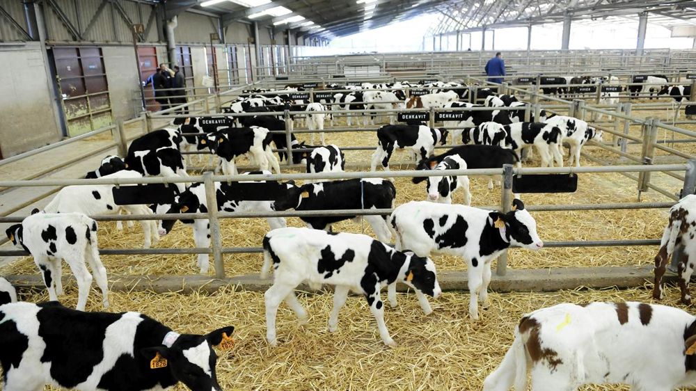 En semaine 48, le cours du veau mâle laitier de 45-50 kg stagne à 51 € par tête. © Jean-Michel Nossant