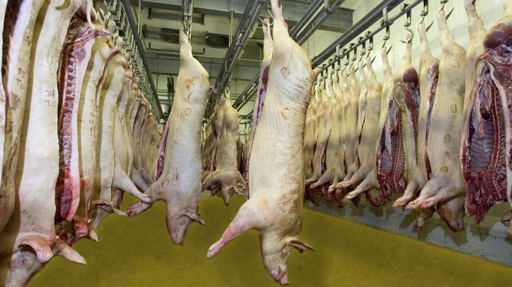 L’Espagne reste dynamique en porc. © Claudius Thiriet.