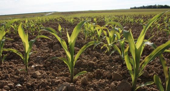 Le marché européen des céréales continue sa progression