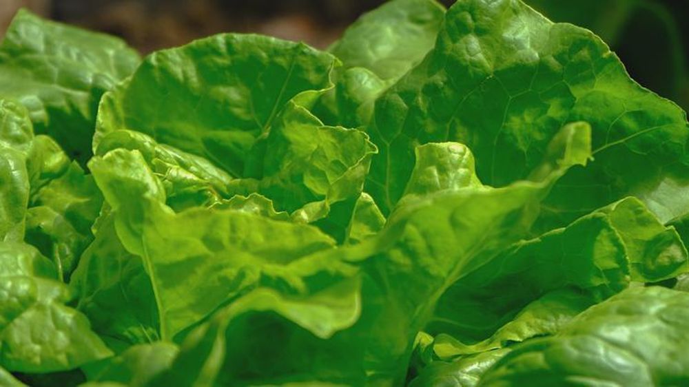 Laitue. (Photo d’illustration) © Pixabay