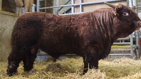 Radieux, du Gaec Andrieu (Cantal), remporte la plus haute enchère de 6 800 euros. © Groupe Salers Evolution