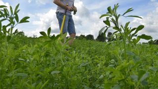 Depuis la campagne de 2019, seules les surfaces implantées en légumineuses fourragères pures ou en mélange avec des céréales ou des oléagineux sont éligibles à l’aide couplée à la production de légumineuses fourragères. © Cédric Faimali/GFA Depuis la campagne de 2019, seules les surfaces implantées en légumineuses fourragères pures ou en mélange avec des céréales ou des oléagineux sont éligibles à l’aide couplée à la production de légumineuses fourragères. © Cédric Faimali/GFA
