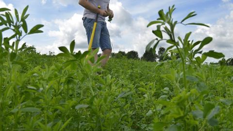 Depuis la campagne de 2019, seules les surfaces implantées en légumineuses fourragères pures ou en mélange avec des céréales ou des oléagineux sont éligibles à l’aide couplée à la production de légumineuses fourragères. © Cédric Faimali/GFA