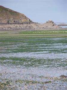Algues vertes sur les plages bretonnes