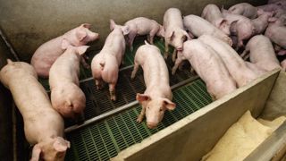 Les effectifs porcins français ont reculé de plus de 3 % en 2021. © C. Thiriet Les effectifs porcins français ont reculé de plus de 3 % en 2021. © C. Thiriet