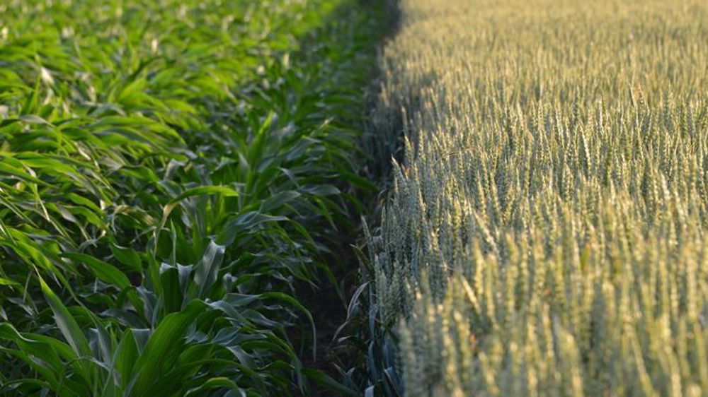 © Vincent Bouchet/Limagrain