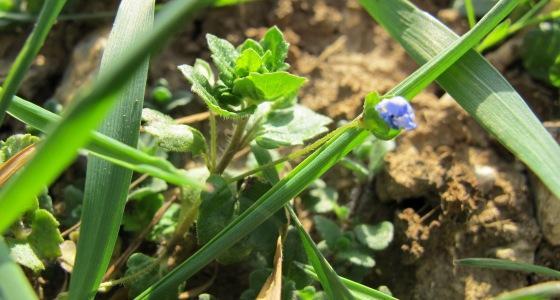 Sans pouvoir l'expliquer, arvalis constate un gain d'efficacité du désherbage par les sulfonylurées quand elles sont accompagnées de sulfate d'ammonium.