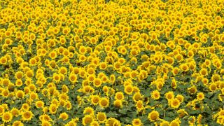 Les surfaces françaises de tournesol sont attendues en hausse de 10 % sur un an. © Jean-Michel Nossant Les surfaces françaises de tournesol sont attendues en hausse de 10 % sur un an. © Jean-Michel Nossant