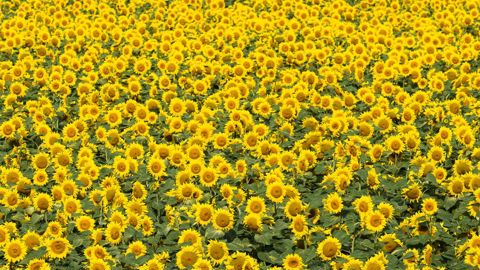 Les surfaces françaises de tournesol sont attendues en hausse de 10 % sur un an. © Jean-Michel Nossant Les surfaces françaises de tournesol sont attendues en hausse de 10 % sur un an. © Jean-Michel Nossant