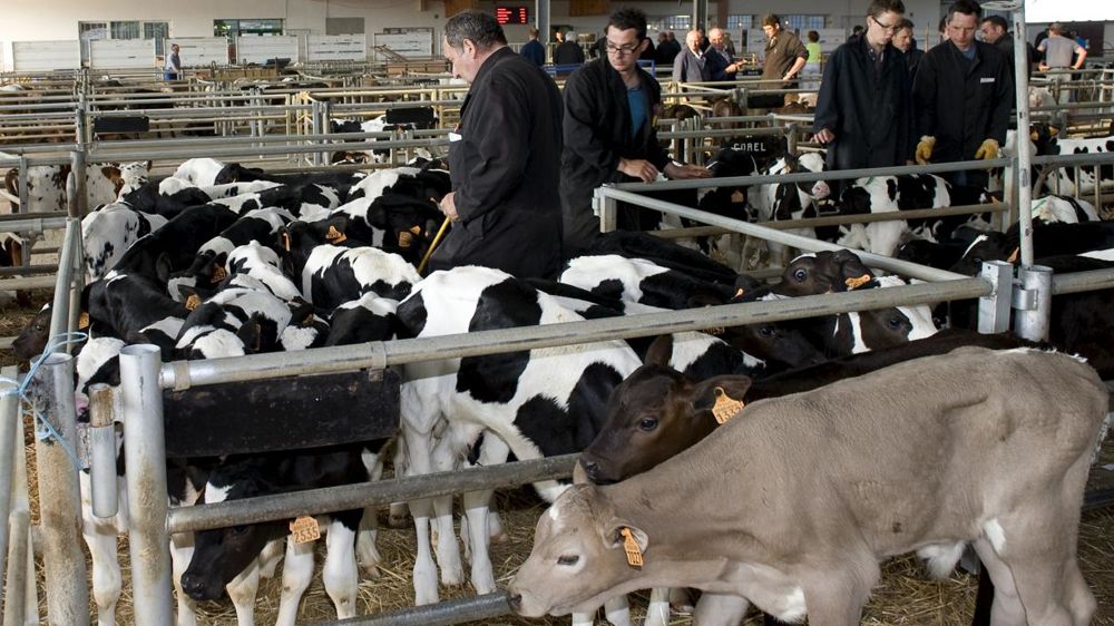 La hausse des prix de l’aliment et de l’énergie rogne les marges de la production de veaux de boucherie. © Jean-Michel Nossant
