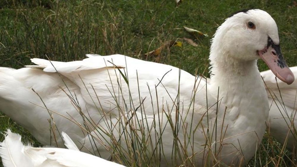 Le Cifog a réaffirmé sa position par rapport à l’élevage des volailles en plein air vis-à-vis de la grippe aviaire. © Wikimedia commons